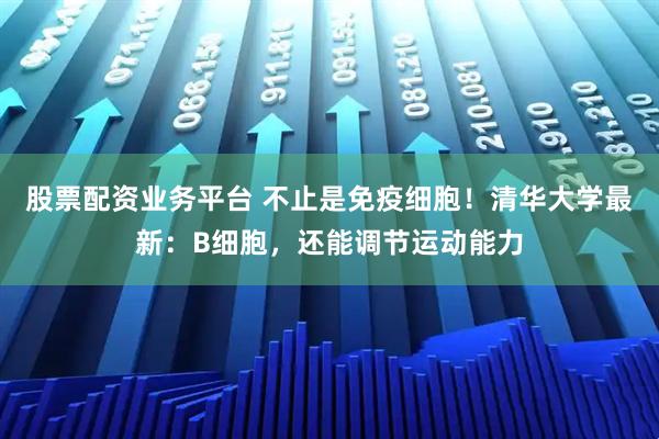 股票配资业务平台 不止是免疫细胞！清华大学最新：B细胞，还能调节运动能力